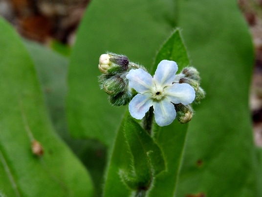 {Cynoglossum virginianum}